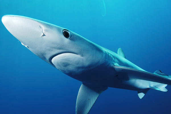 Catalina Island Blue Sharks